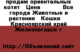 продам ориентальных котят › Цена ­ 5 000 - Все города Животные и растения » Кошки   . Красноярский край,Железногорск г.